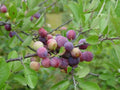 Beach Plum Tree (Prunus maritima) - 1 ft Live Plant, Deer Resistant, Coastal Hardy