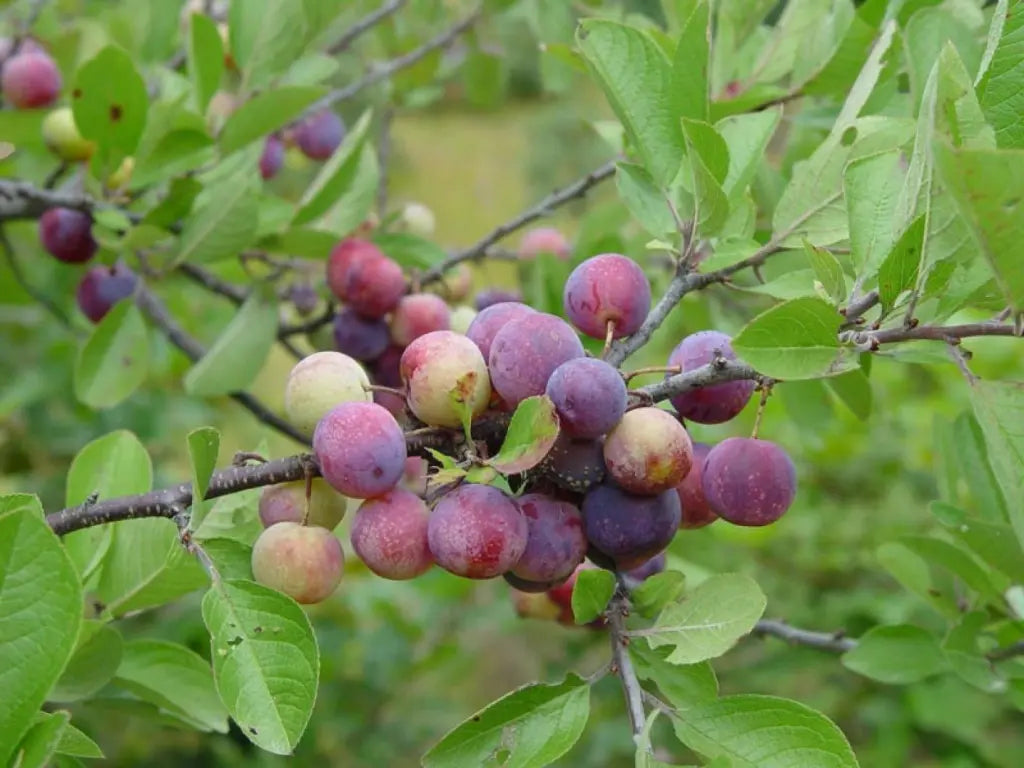 Beach Plum Tree (Prunus maritima) - 1 ft Live Plant, Deer Resistant, Coastal Hardy