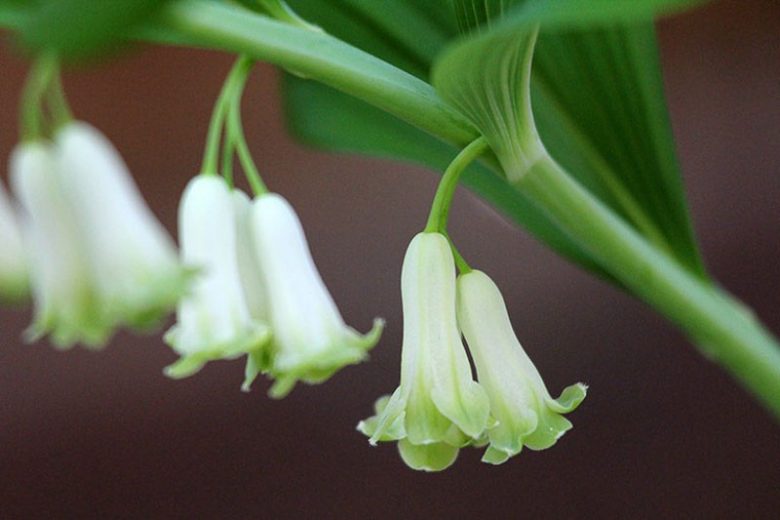 Solomon’s Seal Polygonatum biflorum Bare Root Plants — 5 Live Bare-Root Perennial for Shade Gardens