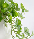 Global Green Pothos Rooted Starter Plant | Epipremnum aureum Variegated, 2" Pot