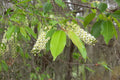 Cherry Laurel Trees Bare-Root Seedlings 1–2 ft – Prunus laurocerasus Evergreen Privacy Hedge