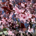 Prunus cerasifera Cherry Plum Black Cuttings - 3 Unrooted 6" Stems, Deciduous Fruit Tree