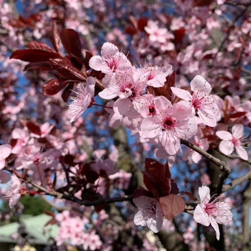 Prunus cerasifera Cherry Plum Black Cuttings - 3 Unrooted 6" Stems, Deciduous Fruit Tree