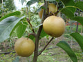 Japanese Pear Cutting (Pyrus pyrifolia Nashi) - Unrooted Cutting for Rooting or Grafting