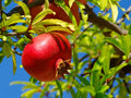 8 Organic Unrooted Pomegranate Cuttings (Punica granatum) – 9" Stems for Propagation