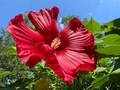 Hardy Hibiscus Moscheutos Starter Plant | 3–5 Inch Live Rooted Hibiscus