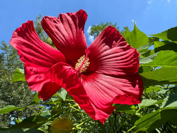 Hardy Hibiscus Moscheutos Starter Plant | 3–5 Inch Live Rooted Hibiscus