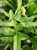 12 Bocking #4 Comfrey Root Cuttings (?3"), Sterile, Bare Root – Organic Fertilizer & Medicinal Herb