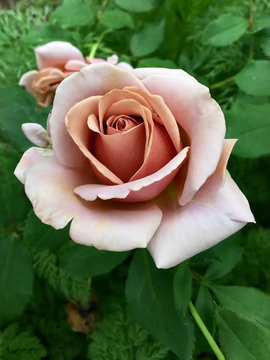 Koko Loko Rose Bare Root Starter Plant | Floribunda, Repeats Blooms, Light Fragrance