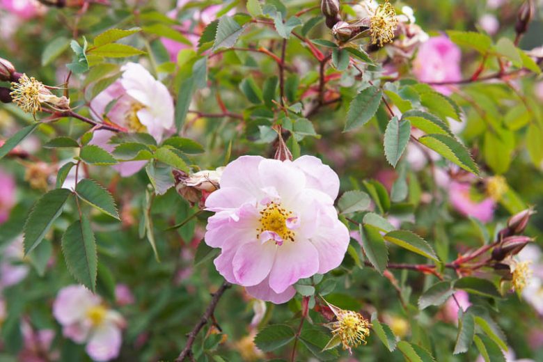 Rosa palustris Seeds (Swamp Rose) — 30 Non-GMO Perennial Seeds for Wetlands & Pollinator Gardens