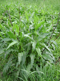 Rumex altissimus Seeds – Pale Dock (100 Seeds) Native Perennial for Prairies & Wet Meadows