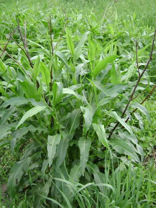 Rumex altissimus Seeds – Pale Dock (100 Seeds) Native Perennial for Prairies & Wet Meadows