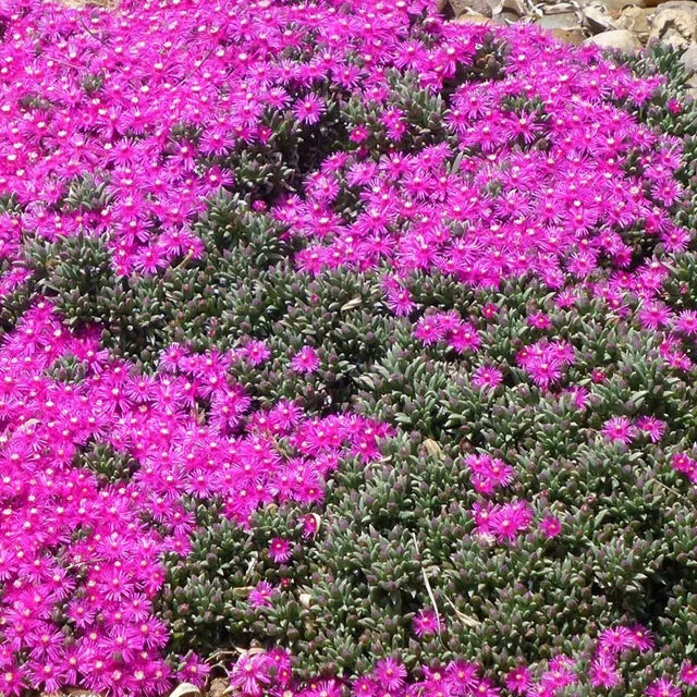 Creeping Ice Plant Cuttings (5 Unrooted) - Purple/Pink Drought-Tolerant Ground Cover