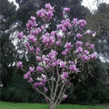 3" Saucer Magnolia Seedling - Flowering Bush Tree - Magnolia x soulangeana