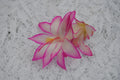 Christmas Cactus Starter Plant - Fairy Tale - Healthy Well-Rooted Schlumbergera Truncata
