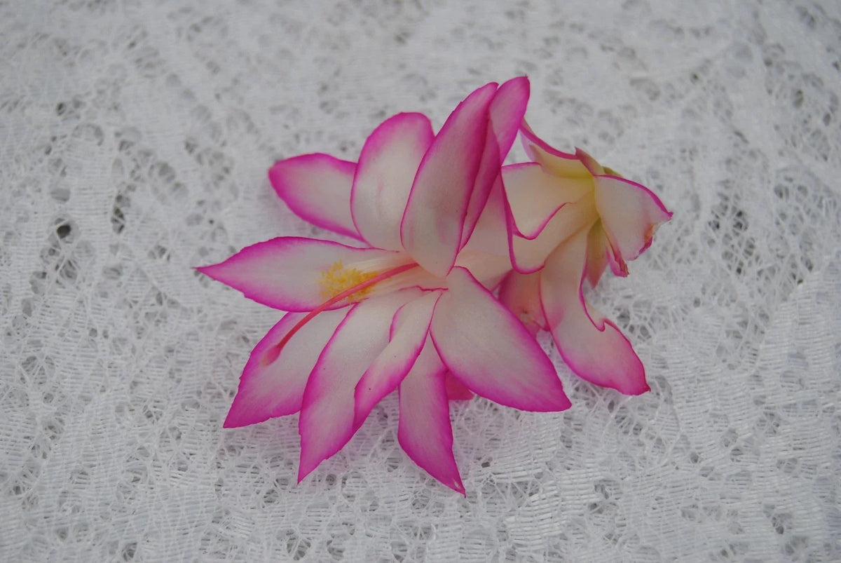 Christmas Cactus Starter Plant - Fairy Tale - Healthy Well-Rooted Schlumbergera Truncata