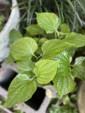 Organic Piper Lolot Plant 12"+ - Lá L?t (???????) - Live Bare Root Herb