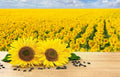 Black Oil Sunflower Seeds - 200 Count - Bird Attracting, Oil Producing - Helianthus annuus