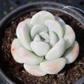 Live Echeveria Ice Green Succulent Plant in 2'' Pot - Fully Rooted, Rare Indoor Plant, Perfect for Home Decor, Echeveria elegans
