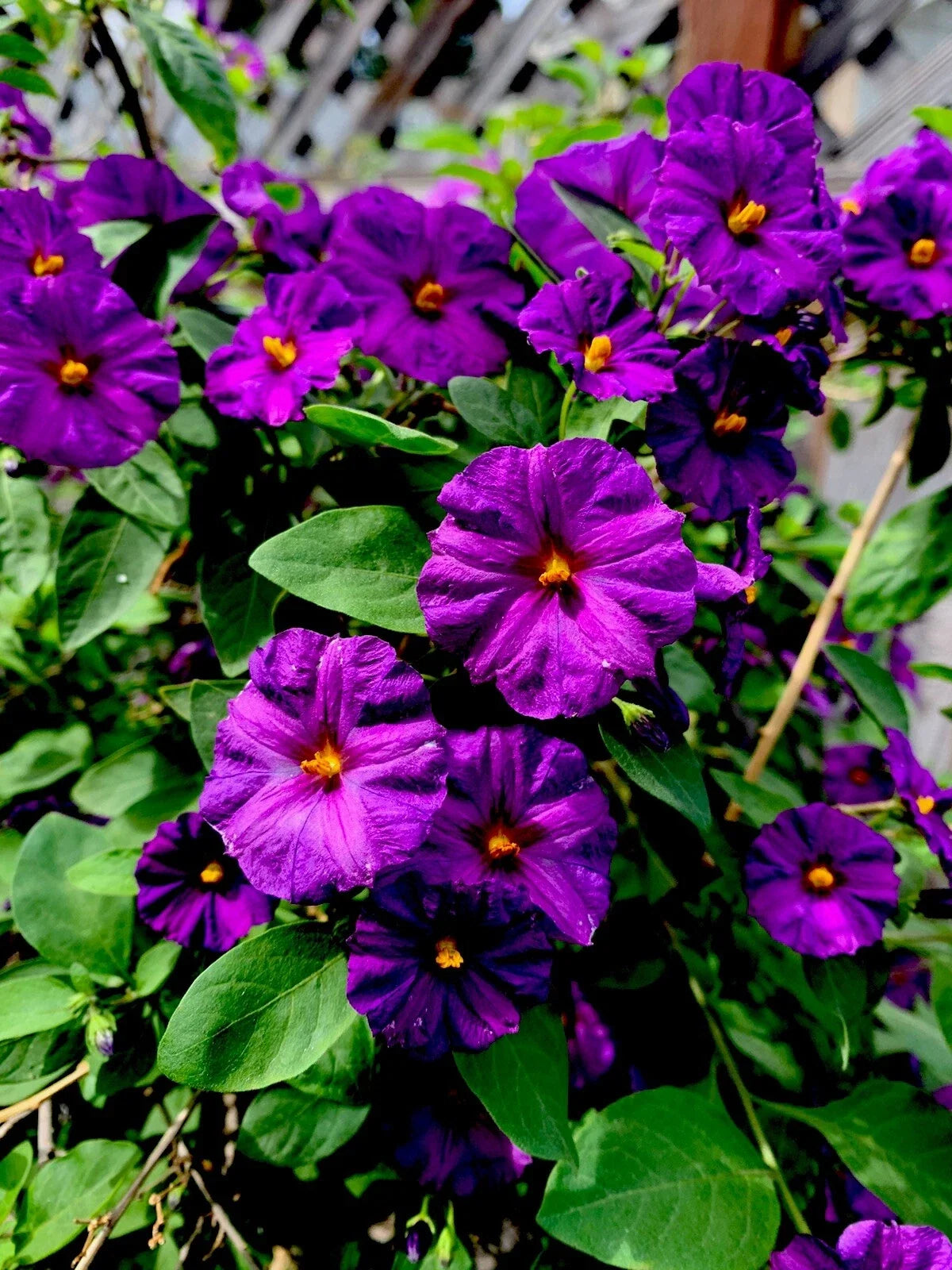 Lycianthes rantonnetii Live Plant, 6” Tall, Kangaroo Apple, Tropical Perennial, Indoor/Outdoor Gardening