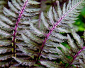 Lady Fern Seeds 1000 Spores Regal Red Filix Femina Niponicum Cold Hardy Gardening