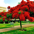 Royal Poinciana Seeds - Red Flame Tree - Delonix Regia - Tropical Flamboyant Flower Seeds for Planting