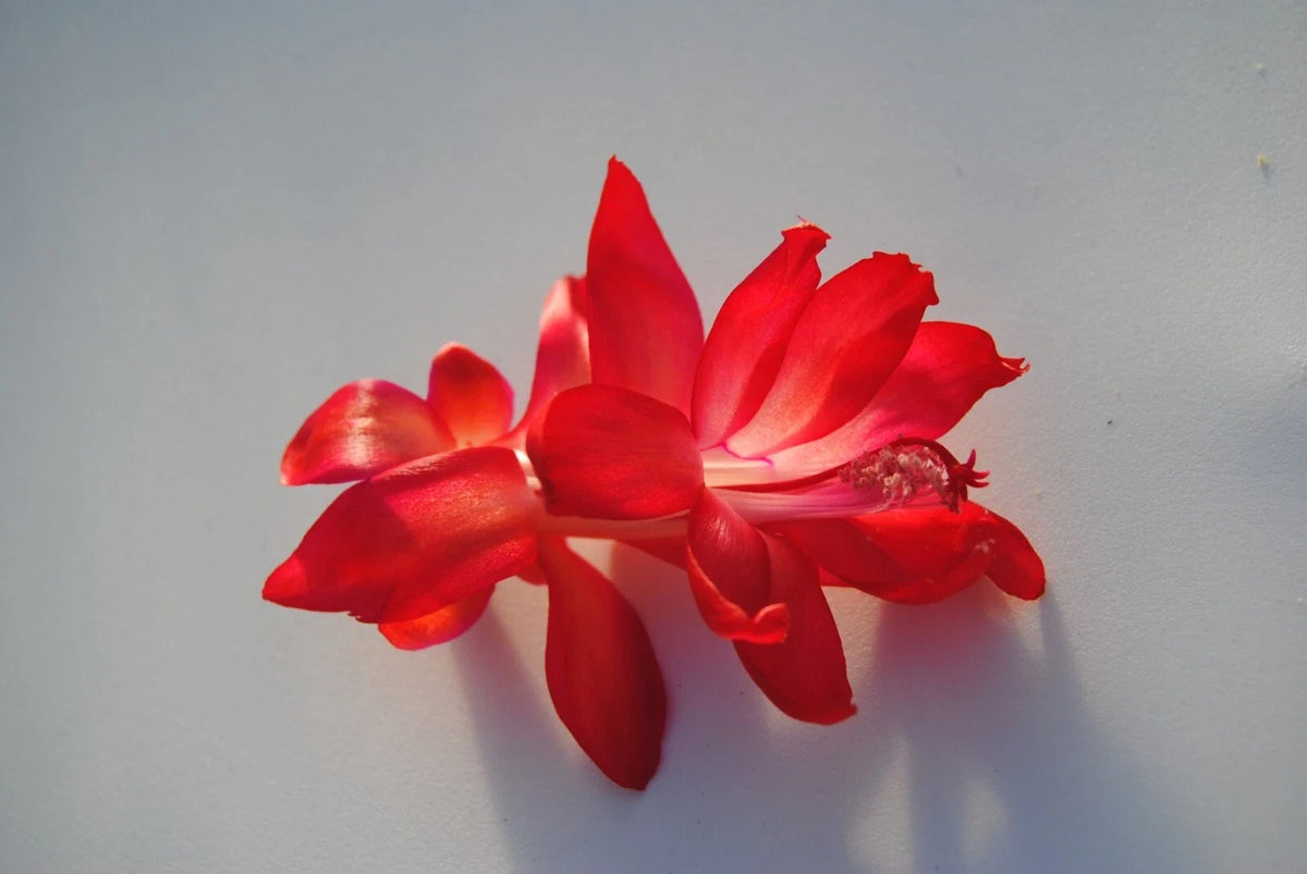 Christmas Cactus Starter Plant - Magic Fantasy - Schlumbergera Truncata - Healthy Well-Rooted Small Plant