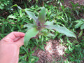 Callisia fragrans Cuttings - Medicinal Basket Plant - 5 Healthy Cuttings for Propagation