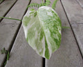 Variegated Monstera Leaf Cutting | Houseplant Propagation | Monstera deliciosa Variegata