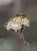 Prairie Pussytoes Seeds - 100 Seeds - Antennaria neglecta - Native Wildflower Seeds for Planting