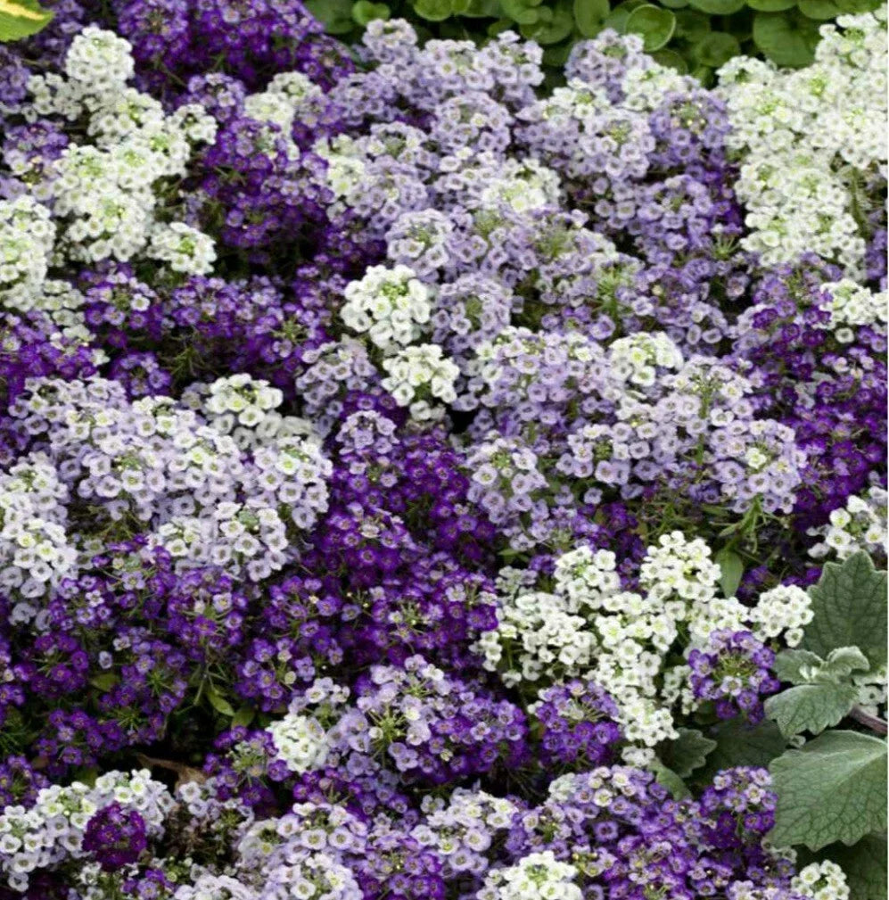 Sweet Alyssum Flower Seeds - 100 Count Mulberry Color Mix - Purple, White, Lilac - Lobularia maritima