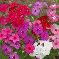 Mixed Annual Phlox Wildflower Seeds 1/4 Lb - Mylar Seed Packet - Phlox Drummondii - Everwilde Farms