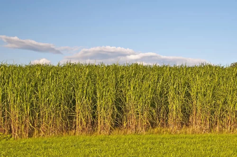 Switchgrass Seeds for Planting - Fast Growing Hardy Prairie Grass, Panicum virgatum - Ideal for Bio Fuel and Erosion Control