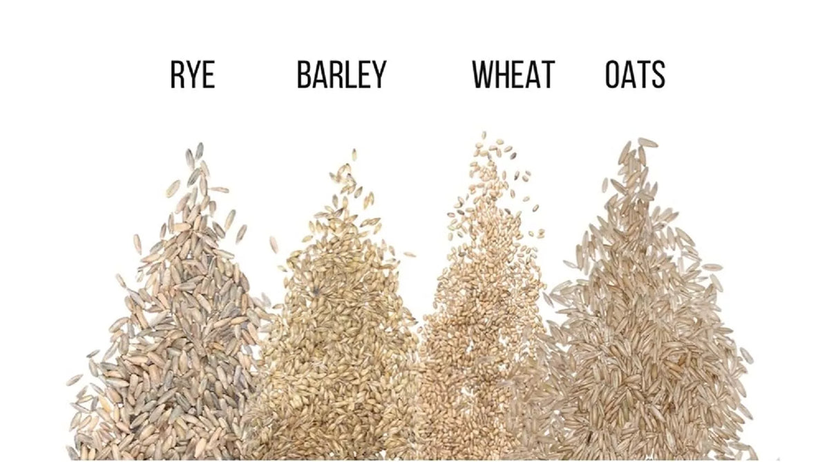 Cat Grass Seeds | 4-Way Blend | Rye, Wheat, Oats, Barley | For Indoor Cats | Organic, Non-GMO