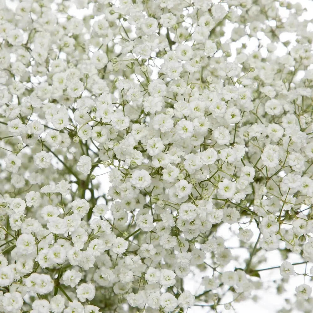 Baby's Breath Seeds 300-6,000 Non-GMO Gypsophila elegans Free Shipping