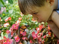 Outdoor STEM Kit - Wildflower Seeds for Hummingbirds & Monarch Butterflies - Perennial Mix, Native Plants