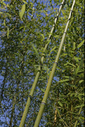 Bamboo Bare Root Plant Budded Rhizome Phyllostachys Rubromarginata 'Red Margin'