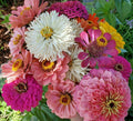 Giant Zinnia & Cactus Mix Flower Seeds - 30 Pack - Colorful Garden Variety - Zinnia elegans & Various Cacti