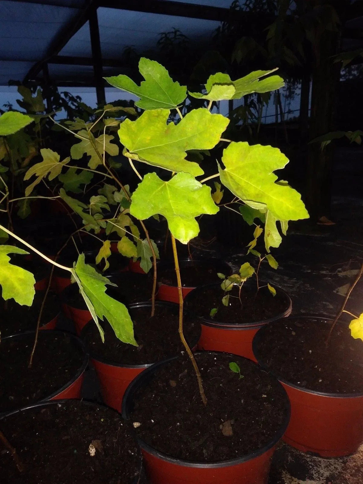 Ficus Tree Plant | Cold Hardy | Black Beers Fig | Ficus carica