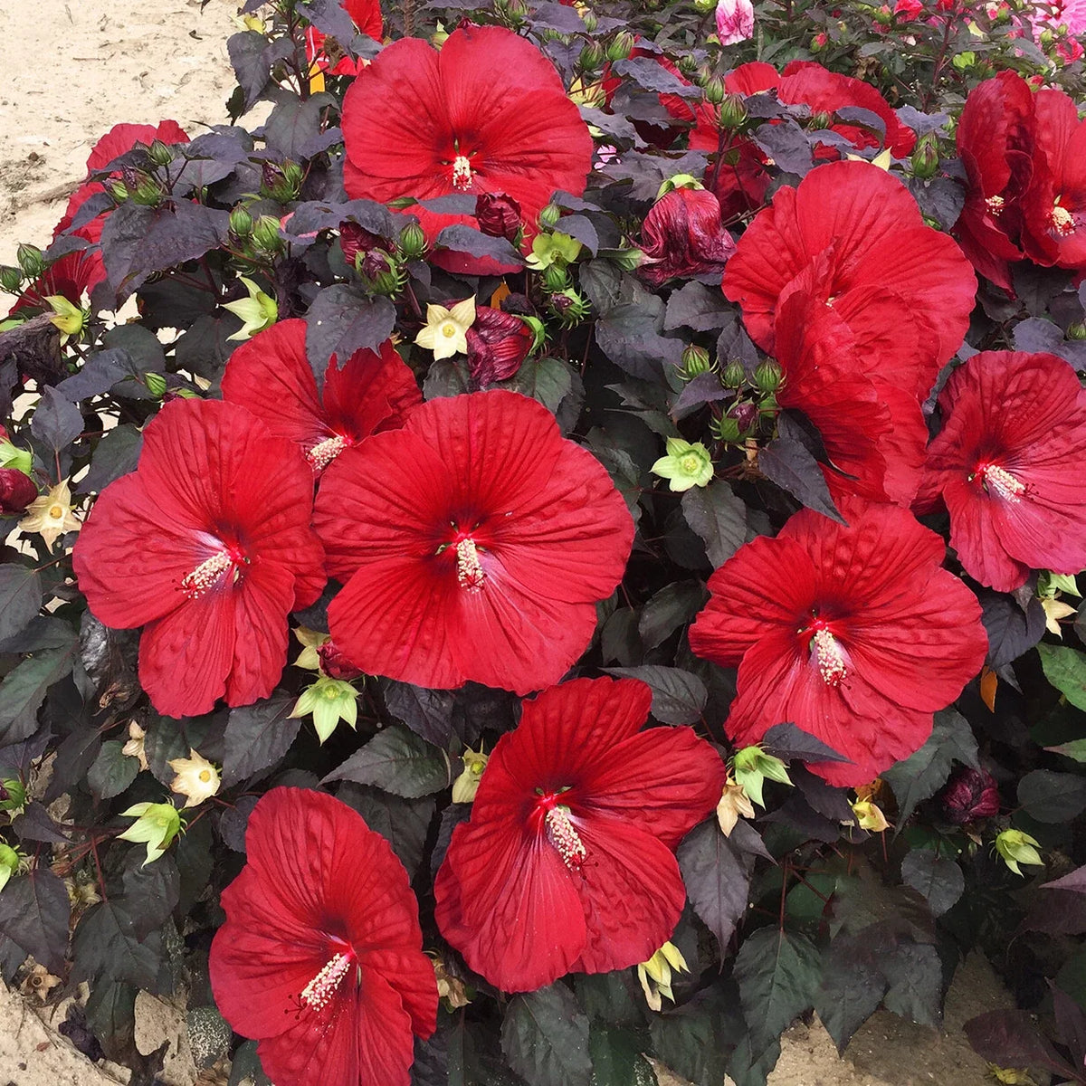 Bush Hibiscus Plant 2.5" Pot Holy Grail Big Red Flower Hardy Hibiscus rosa-sinensis