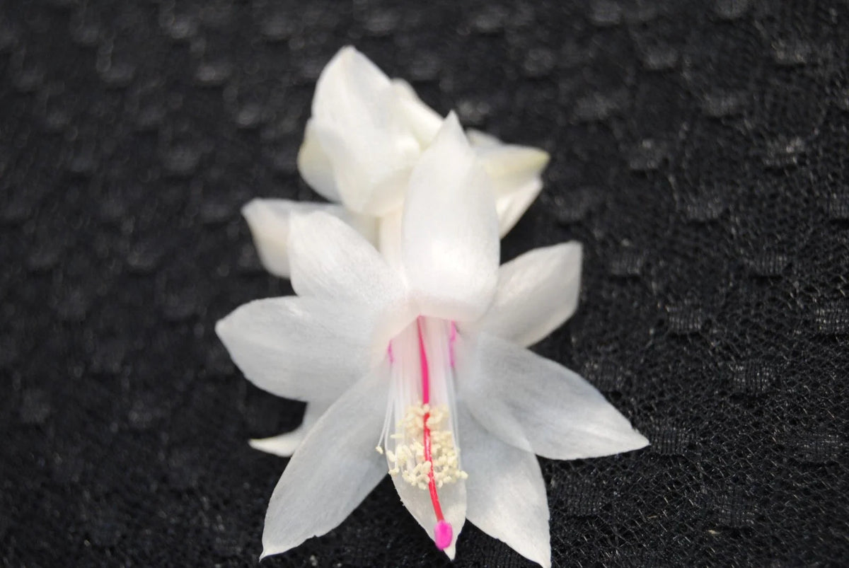 Christmas Cactus Starter Plant - THOR BRITT - Schlumbergera Truncata - Well Rooted (1 Plant)