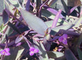 Tradescantia Clippings - 15 Purple Heart Cuttings - Tradescantia Pallida