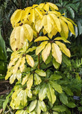Schefflera Plant in 3”-4” Pot, Amate Soleil Variety, Indoor Houseplant, Schefflera actinophylla