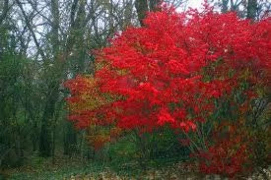 Burning Bush Shrub Seeds, 20 Seeds, Green to Red Foliage, Euonymus alatus