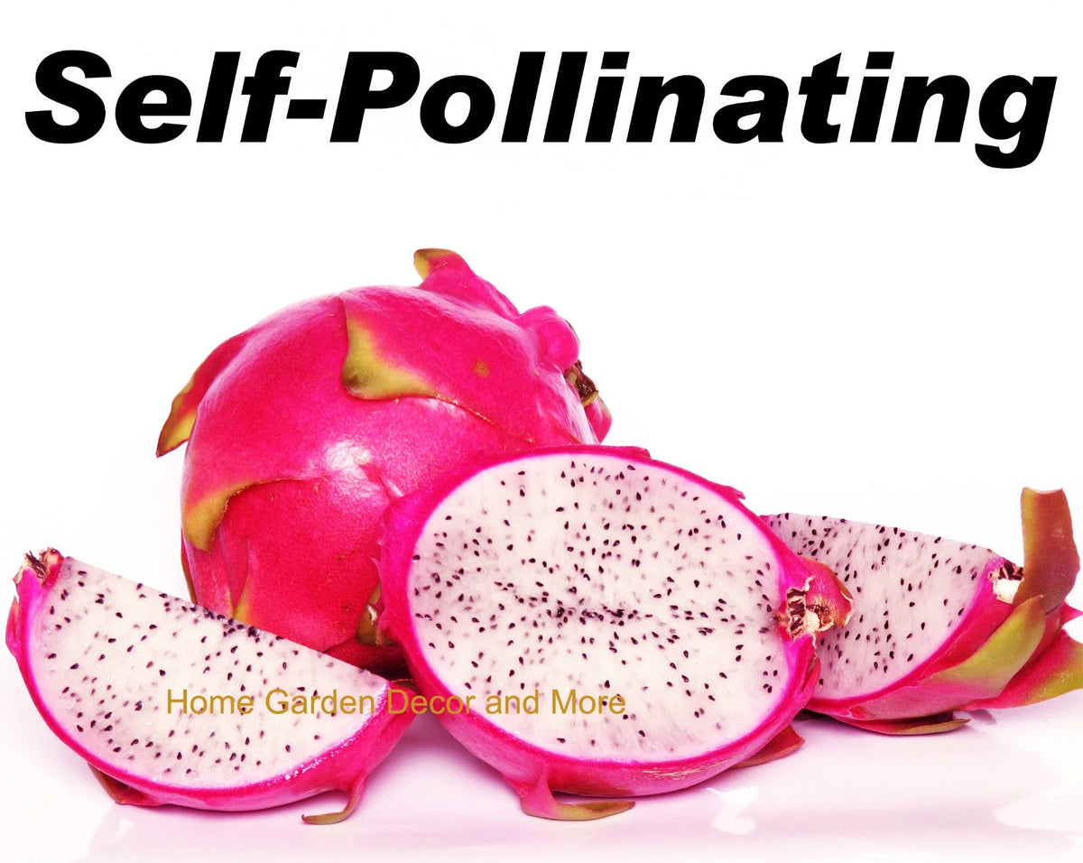 Rooted Plants - 5 Pack Vietnamese Dragon Fruit White Flesh Pitaya - Self Pollinating (Hylocereus undatus)