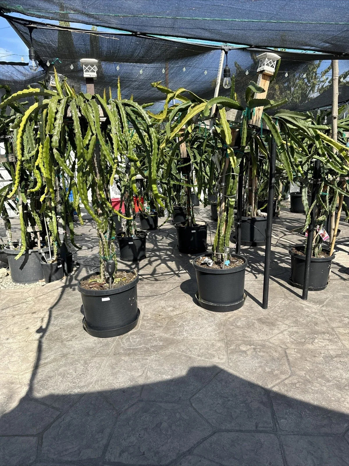 Organic Dragon Fruit Cuttings - 12 Pack, 5 Inches - Hylocereus Undatus - Fresh Plant Propagation