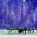 Chinese Blue Wisteria Seeds - 10 Pack - Hardy Flowering Vine - Wisteria sinensis - Bonsai Plant
