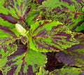 Coleus Seeds 500 Count Jazz Marble GL (Solenostemon scutellarioides) - Colorful Foliage for Gardening and Landscaping
