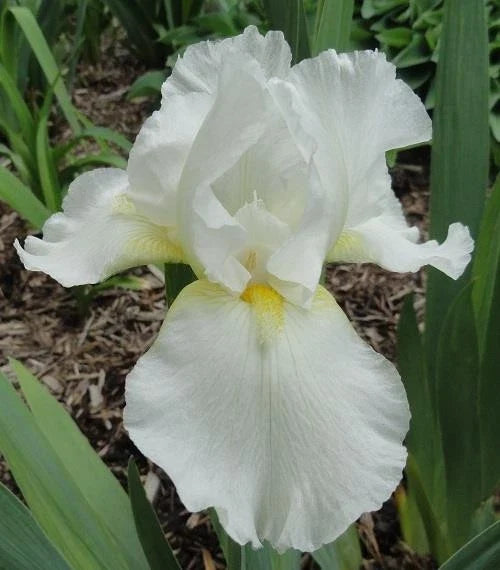 Tall Bearded Iris Plants - 3 Live Ruffled White Varieties - Iris germanica