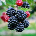 Blackberry Bush Seeds - 20 Pack - Rubus allegheniensis - Hardy Garden Fruit Plant for Zone 3
